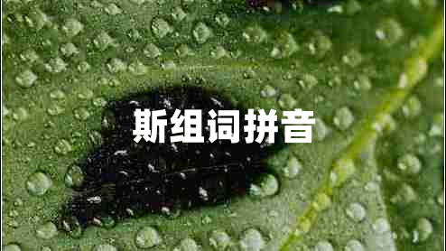 斯組詞拼音