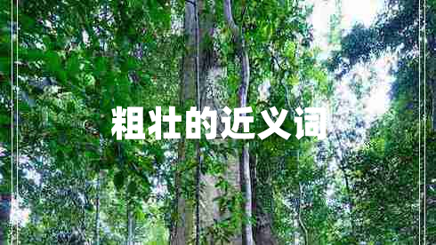粗壯的近義詞