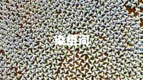染組詞
