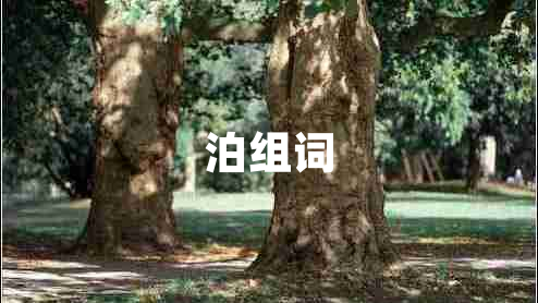 泊組詞
