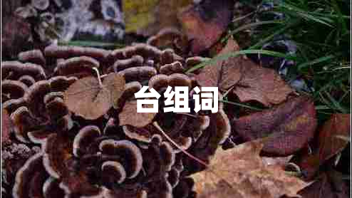 臺(tái)組詞