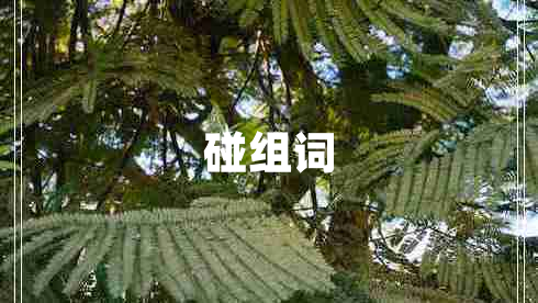 碰組詞