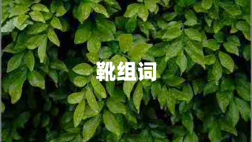 靴組詞