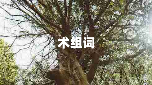 術(shù)組詞