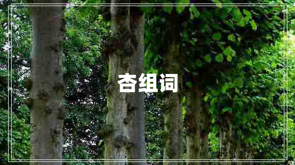 杏組詞