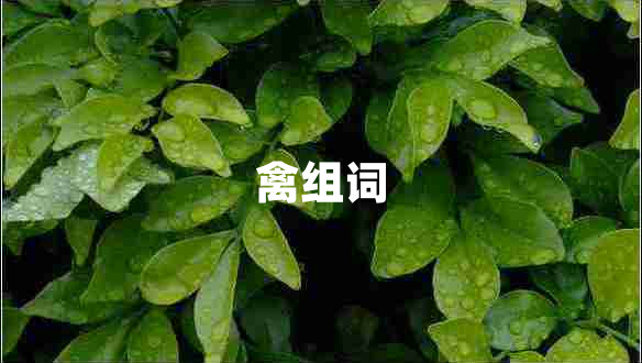 禽組詞