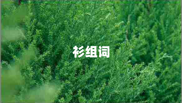 衫組詞
