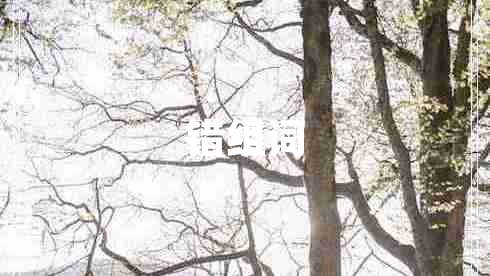 錯組詞