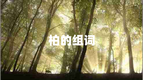 柏的組詞