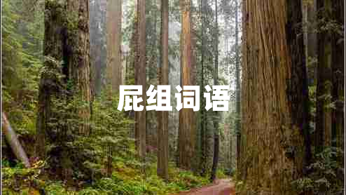 屁組詞語(yǔ)
