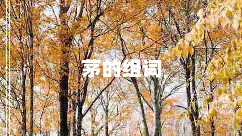 茅的組詞