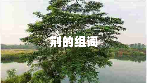 荊的組詞