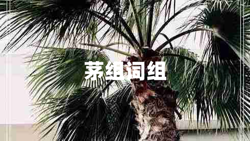 茅組詞組