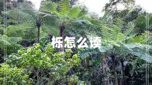 櫟怎么讀