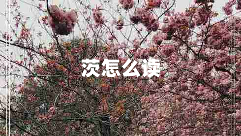 茨怎么讀
