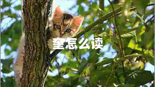 奎怎么讀