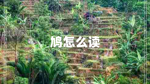 鳩怎么讀