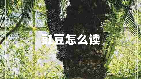 豇豆怎么讀