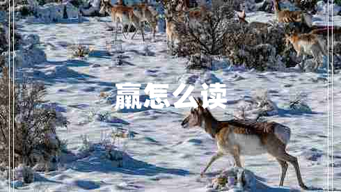 羸怎么讀