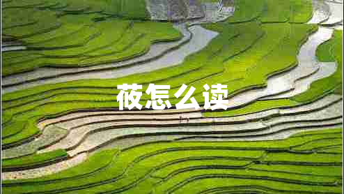 莜怎么讀