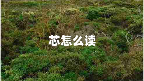 芯怎么讀