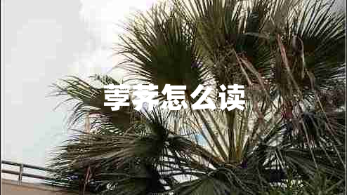 荸薺怎么讀