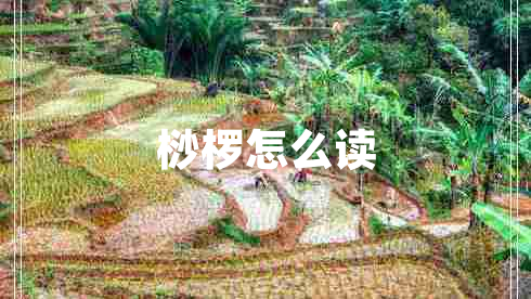 桫欏怎么讀