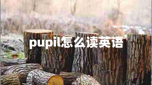 pupil怎么讀英語(yǔ)