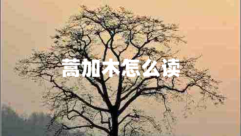 蒿加木怎么讀