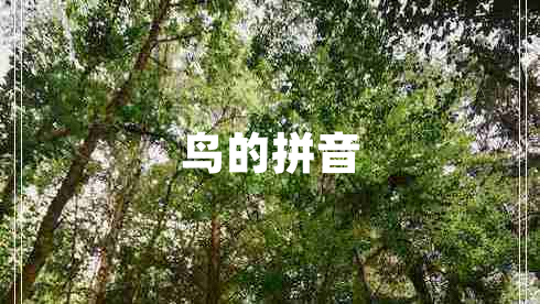 鳥(niǎo)的拼音
