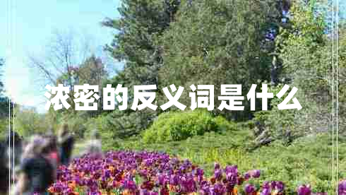 濃密的反義詞是什么