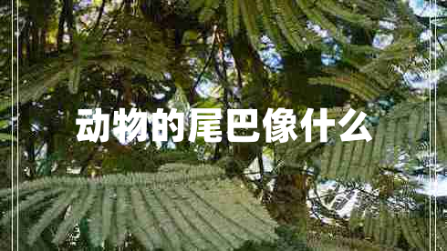 動(dòng)物的尾巴像什么