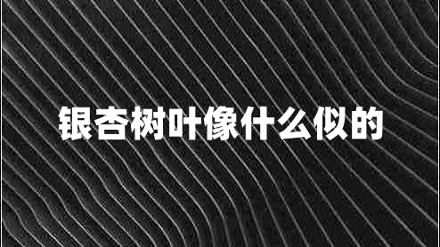 銀杏樹(shù)葉像什么似的