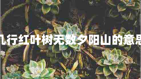 幾行紅葉樹(shù)無(wú)數夕陽(yáng)山的意思