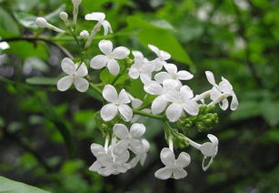 錯(cuò)了,作文,丁香花,開滿