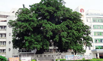 作文,一棵,校園里,大榕樹(shù)