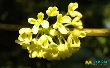 寫(xiě)作文校園里的桂花
