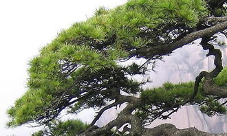 介紹校園里的松樹(shù)作文