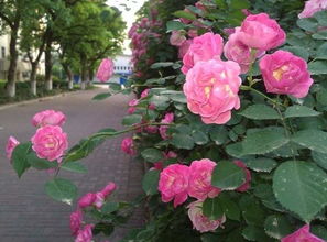 校園薔薇花優(yōu)秀作文四百字