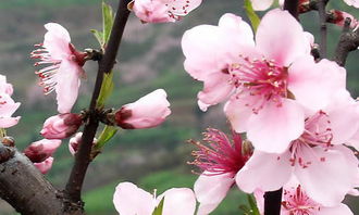 作文,描寫(xiě),桃花,校園
