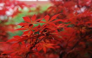 校園紅葉作文