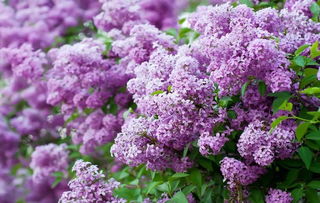 開(kāi)滿(mǎn)丁香花的校園作文七百字