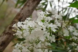 作文,丁香花,開(kāi)滿(mǎn),校園