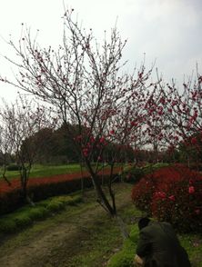 校園風(fēng)景畫(huà)作文50字,校園風(fēng)景畫(huà)作文600字,描寫(xiě)風(fēng)景畫(huà)的作文