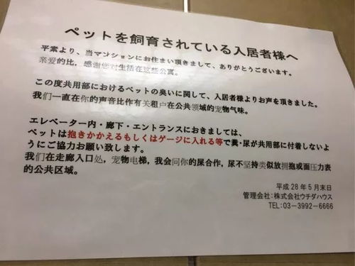 有關(guān)校園里的流浪狗英語(yǔ)作文