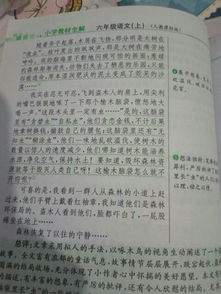 校園里有很多樹(shù)木作文300字