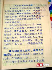 我和銀杏樹(shù)的故事作文校園