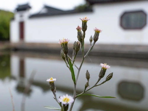 寫(xiě)校園一花一草一木作文