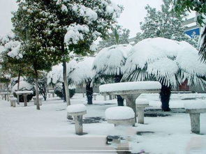 三級校園冬天的雪景作文300字