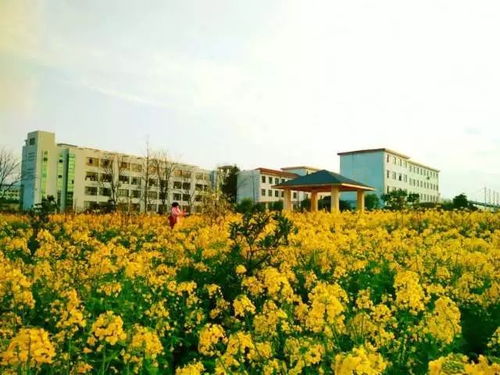 作文校園賞花節